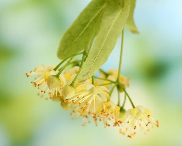 Zweig von Lindenblumen im Garten — Stockfoto