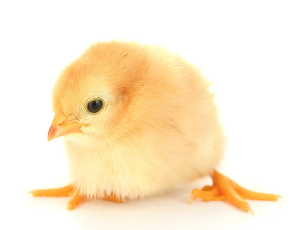 Hermoso poco pollo aislado en el blanco — Foto de Stock