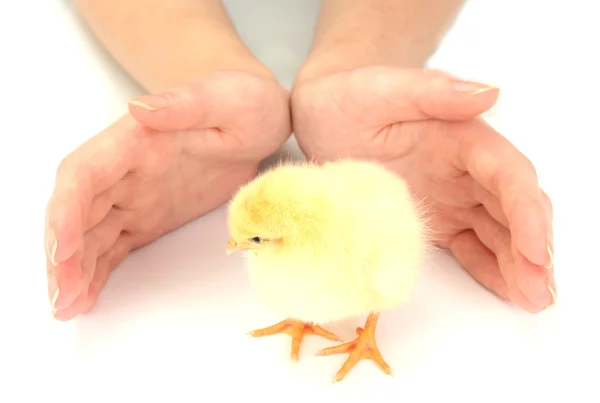 美しい小さな鶏と手、白で隔離されます。 — ストック写真