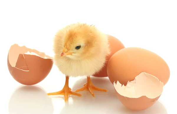 Красива маленька курка, яєчна шкаралупа та яйця ізольовані на білому — стокове фото