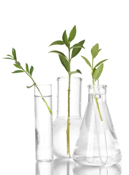 Tubos de ensayo con una solución transparente y la planta aislada sobre fondo blanco — Foto de Stock
