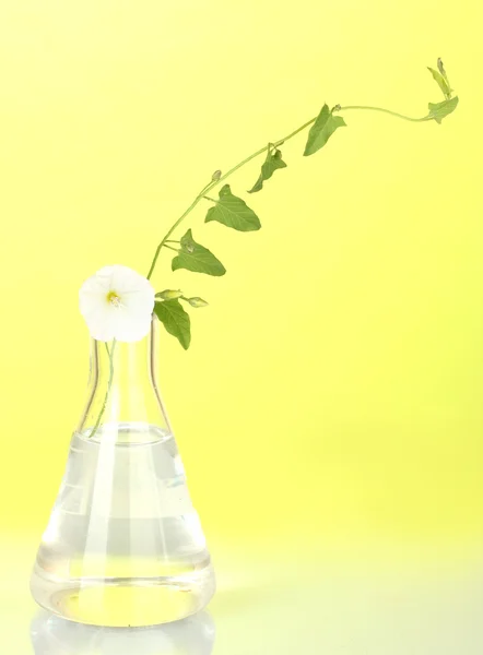 Reagenzglas mit transparenter Lösung und der Pflanze auf gelbem Hintergrund in Großaufnahme — Stockfoto