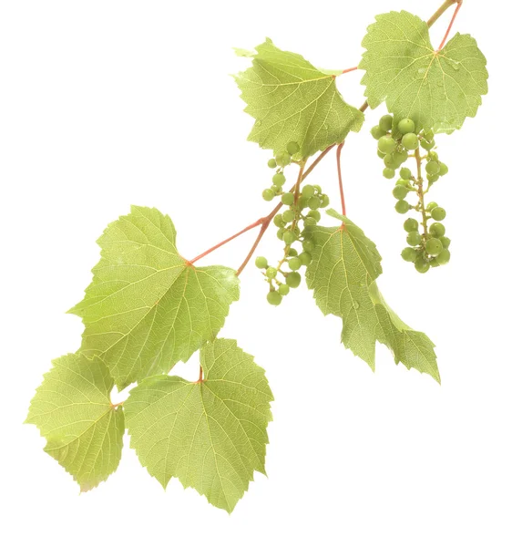 野生の緑のブドウ白で隔離される葉を持つ — ストック写真