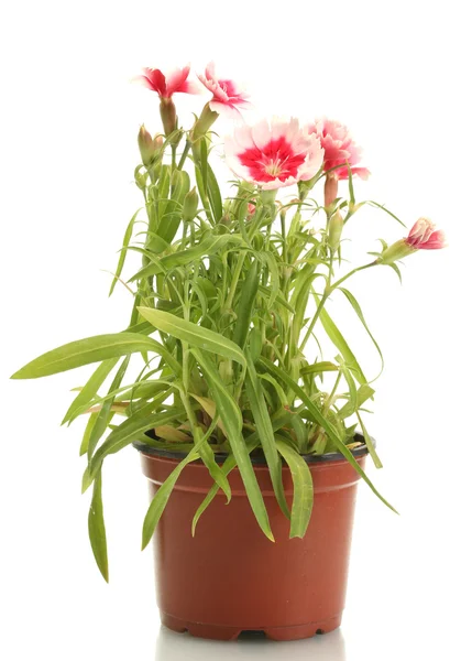 Carnation flowers in flowerpot isolated on white — Stock Photo, Image