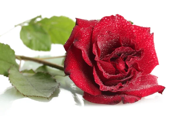 Hermosa rosa roja con gotas aisladas en blanco — Foto de Stock