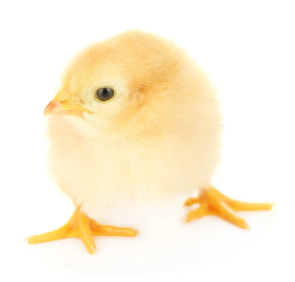 Piękne kurczak mało na białym tle — Zdjęcie stockowe
