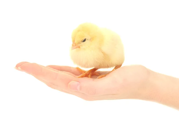 Beautiful little chicken on hand isolated on the white — Stock Photo, Image