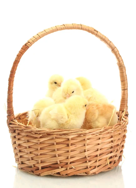Bellissime galline in cesto isolate sul bianco — Foto Stock