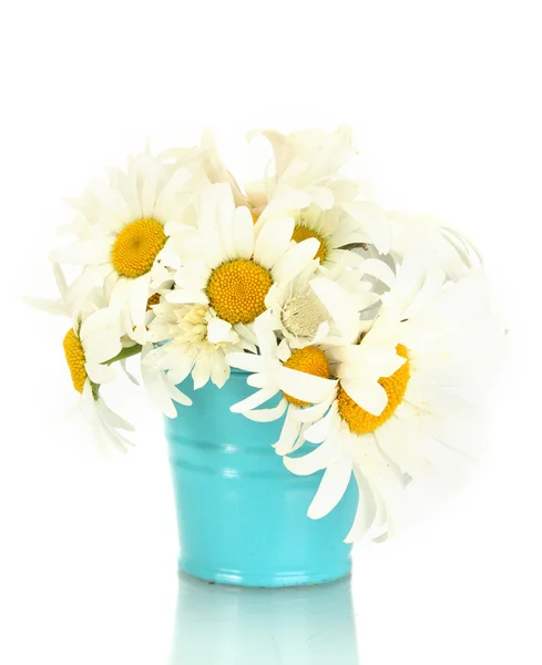 Krásnou kytici květy sedmikráska v modré plechový kbelík na dřevěný stůl na modrém pozadí — Stock fotografie
