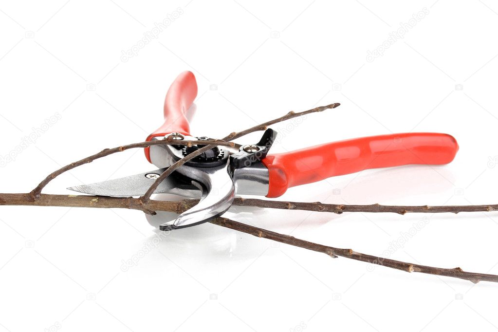 Pruner with branch isolated on white
