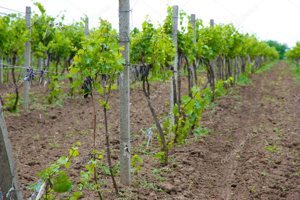 Young Vineyard Stock Photo By ©belchonock 11111717