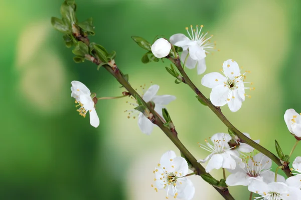 Beautiful cherry blossom on green background — Stock Photo, Image