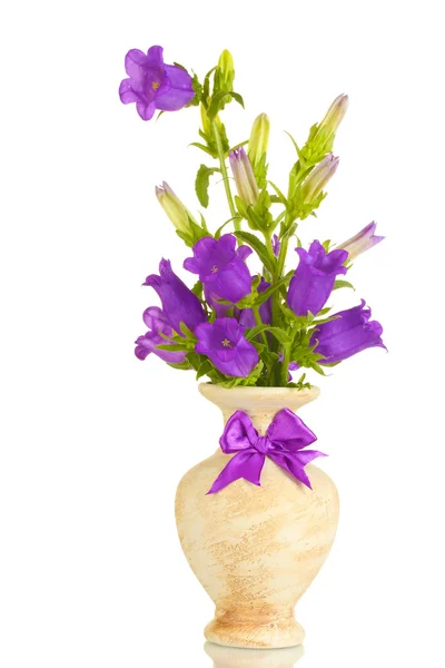 Голубой колокол цветы в вазе изолированы на белом — стоковое фото