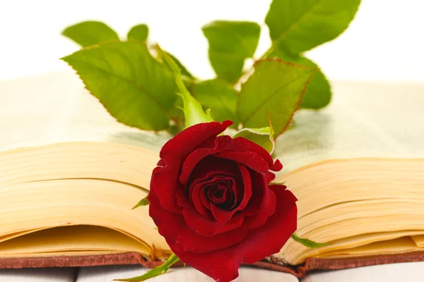 A bright red rose on the open book close-up — Stock Photo, Image