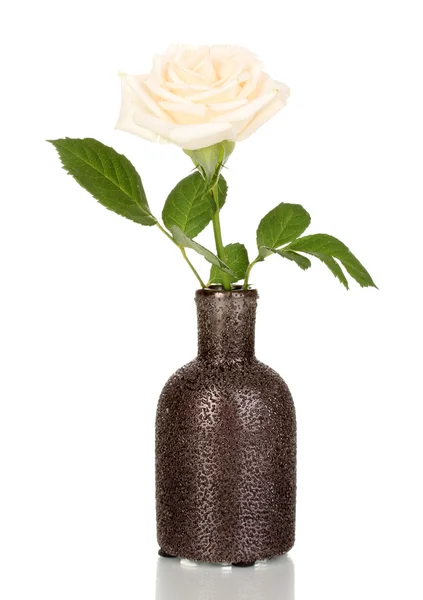 Hermosa rosa en jarrón aislado en blanco — Foto de Stock