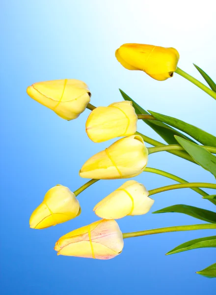 Mooie tulpen op blauwe achtergrond — Stockfoto