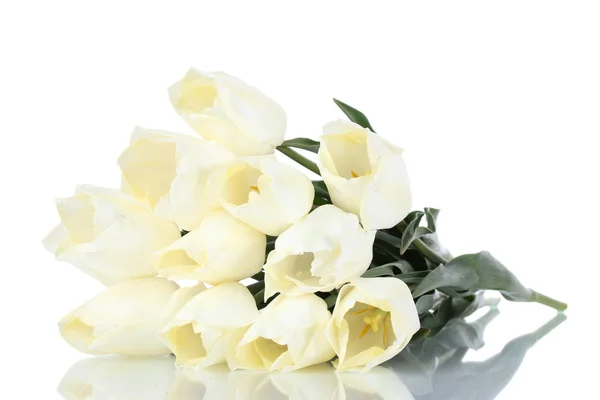 白色上隔绝的美丽郁金香 — 图库照片