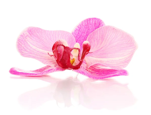 Beyaz izole güzel orkide çiçek — Stok fotoğraf