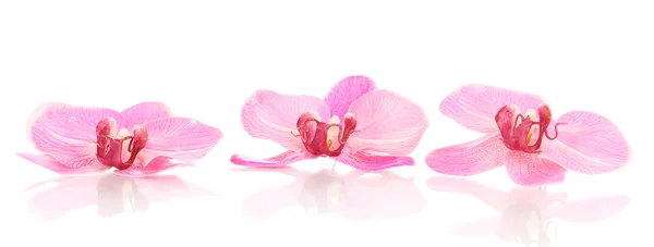 stock image Beautiful orchid flowers isolated on white