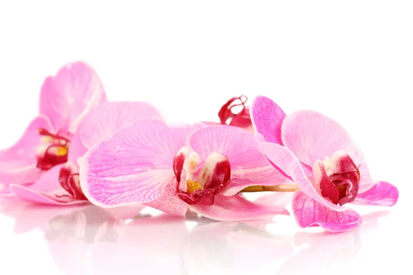 Schöne blühende Orchidee isoliert auf weiß — Stockfoto