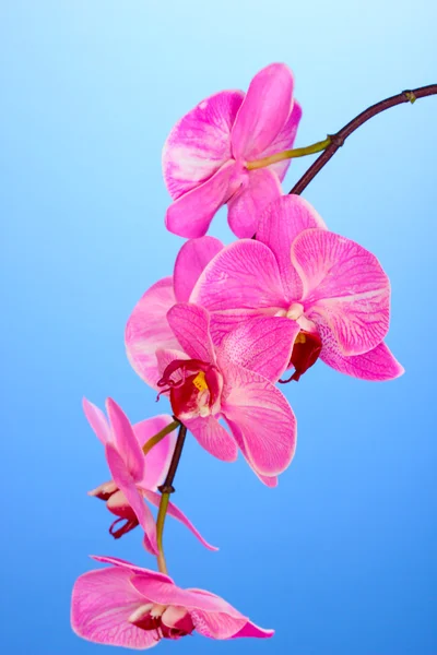 Hermosa orquídea en flor sobre fondo azul —  Fotos de Stock