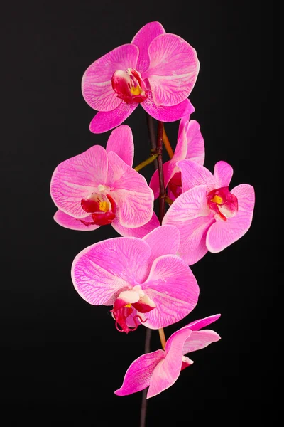 Krásné kvetoucí orchidej izolovaných na černém — Stock fotografie