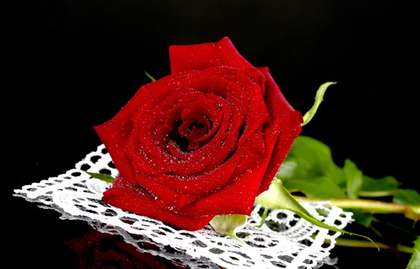 Rudá růže na krajky na černém pozadí detail — Stock fotografie