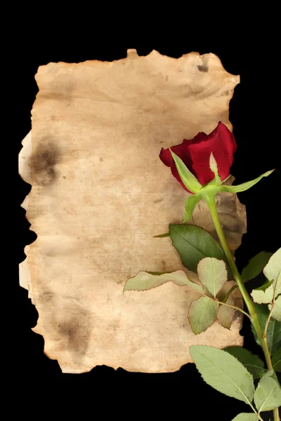 Rosa roja sobre pergamino sobre fondo negro de cerca — Foto de Stock