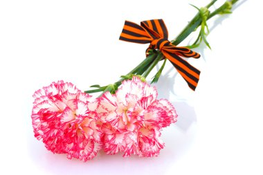 Carnations and St. George's ribbon isolated on white clipart