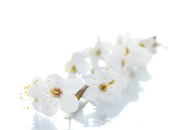 Krásný třešňový květ izolovaných na bílém — Stock fotografie