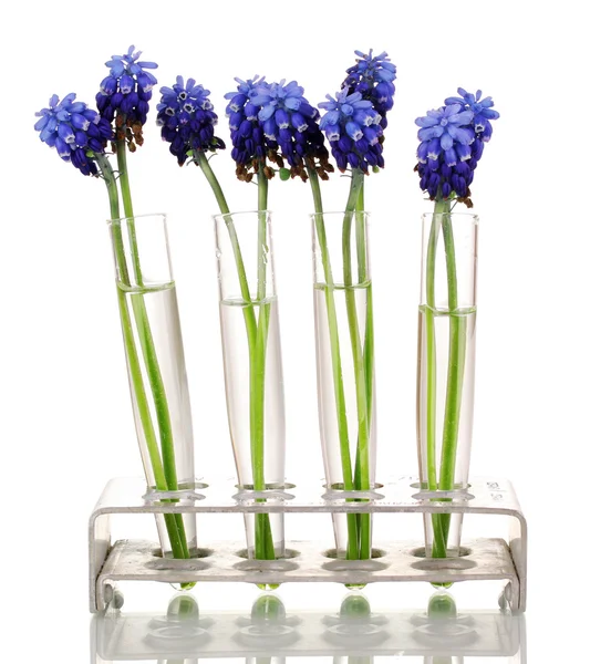 Muscari - hyacinth in test-tubes isolated on white — Stock Photo, Image