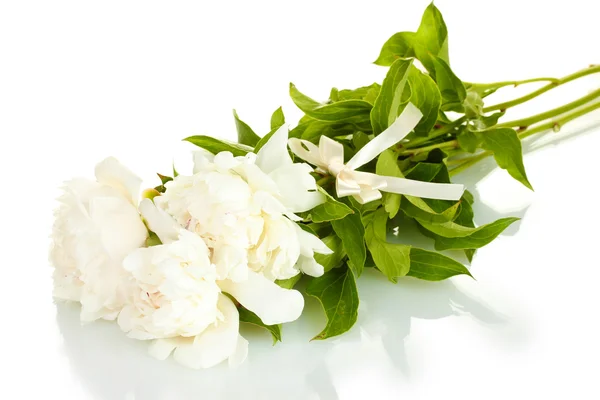Belle peonie con fiocco isolato su bianco — Foto Stock