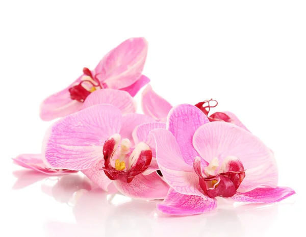Hermosa orquídea floreciente aislada en blanco — Foto de Stock