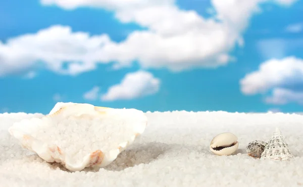 Meersalz mit Muscheln vor dem Hintergrund des Himmels in Nahaufnahme — Stockfoto