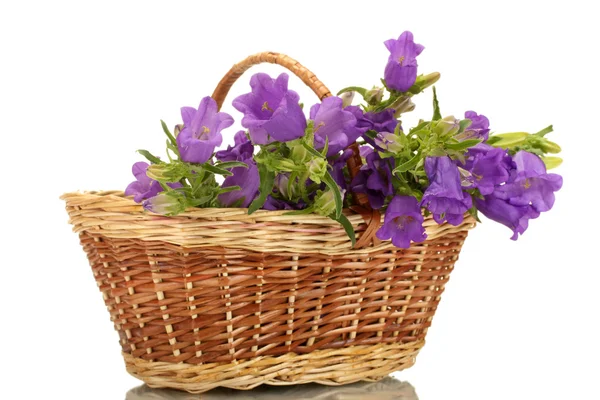 Blue bell flowers in basket isolated on white — Stock Photo, Image