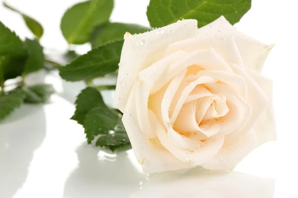Красива троянда ізольована на білому — стокове фото
