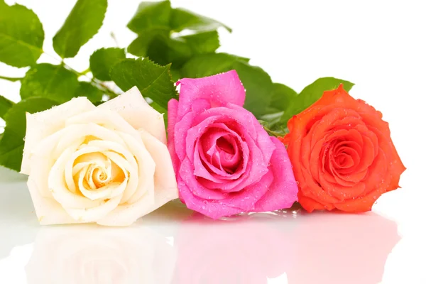 Όμορφα τριαντάφυλλα απομονωμένα σε λευκό — Φωτογραφία Αρχείου