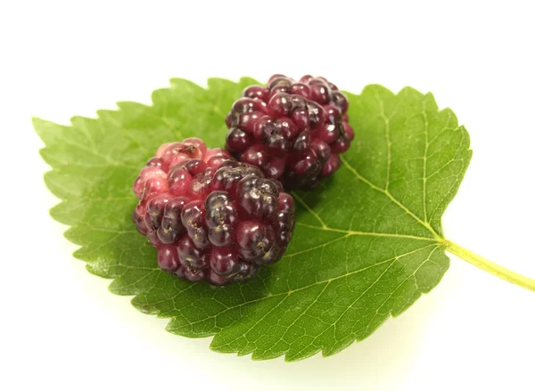 Mulberry leaves and berries on white background close-up — Stock Photo, Image