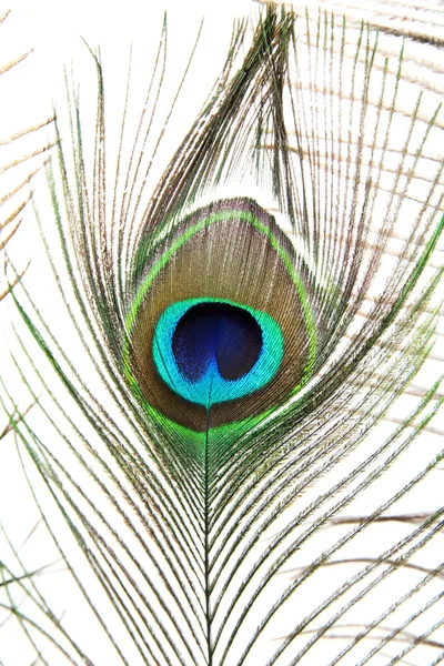 Peacock feather on white background — Stock Photo, Image
