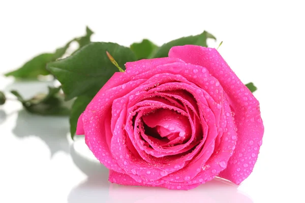Piękna róża różowy na białe tło zbliżenie — Zdjęcie stockowe
