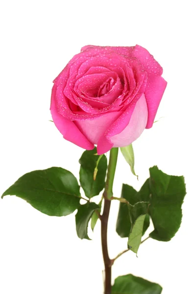 Beautiful pink rose on white background close-up — Stock Photo, Image