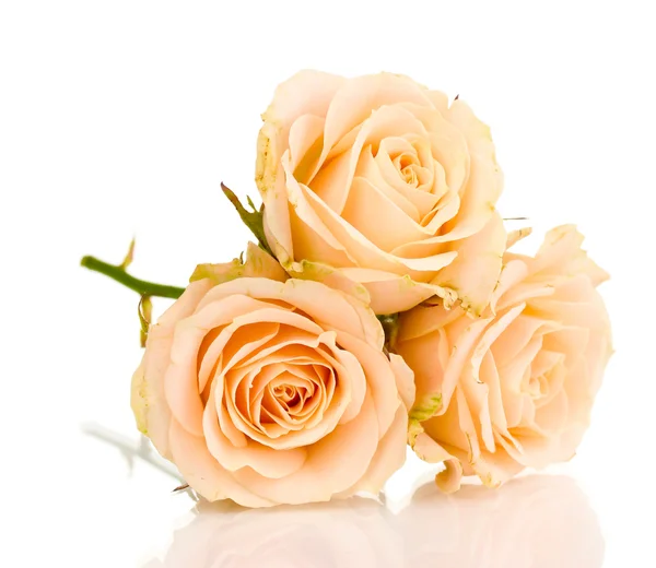 Hermosas rosas aisladas en blanco — Foto de Stock