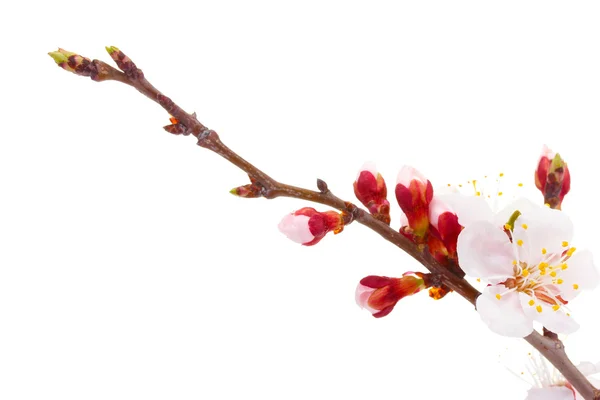 Schöne Aprikosenblüte isoliert auf weiß — Stockfoto
