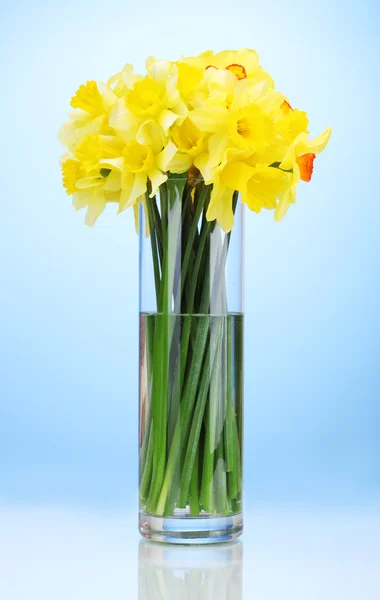 Belos narcisos amarelos em vaso transparente no fundo azul — Fotografia de Stock