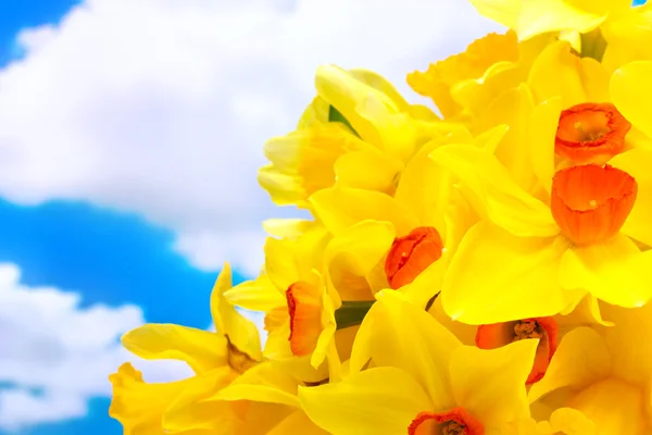 Όμορφο κίτρινο daffodils σε φόντο γαλάζιο του ουρανού — Φωτογραφία Αρχείου