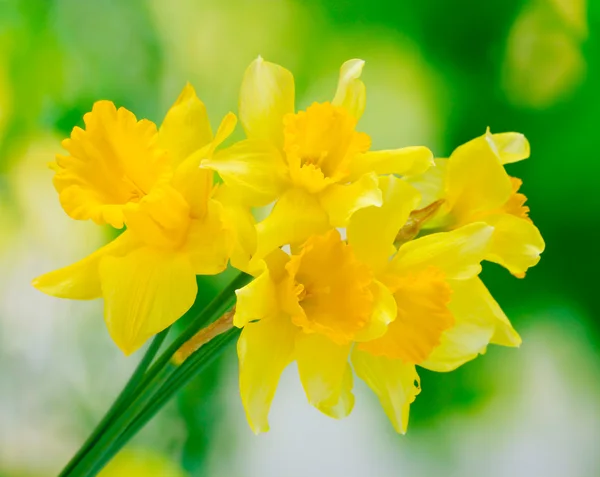Vackra gula påskliljor på grön bakgrund — Stockfoto