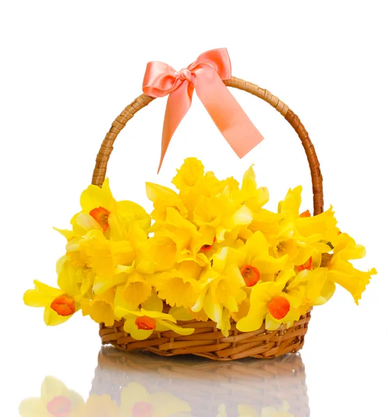 Bellissimi narcisi gialli in cesto con fiocco isolato su bianco — Foto Stock