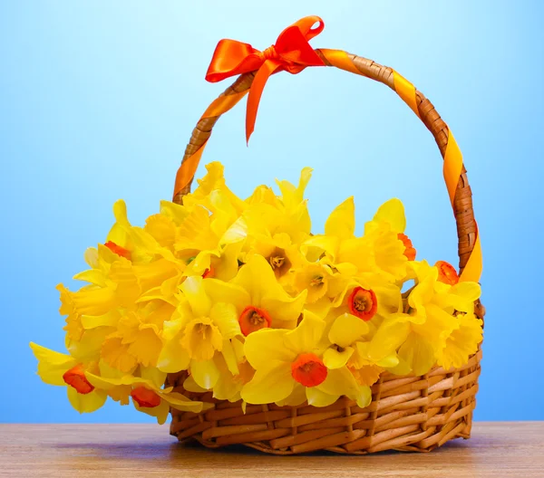 Beautiful yellow daffodils in basket with bow on wooden table on blue background — Stock Photo, Image