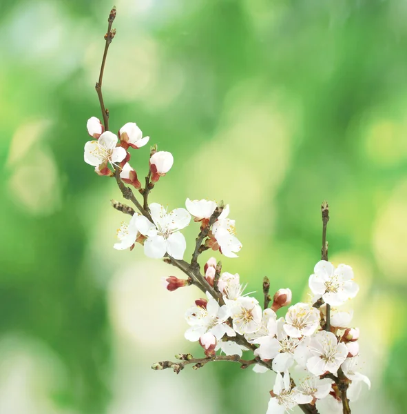 녹색 배경에 아름 다운 살구 꽃 — 스톡 사진