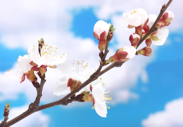 Schöne Aprikosenblüte auf blauem Himmel Hintergrund — Stockfoto